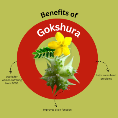 Gokshura Herbal Capsules - Natural Wellness Supplement - Image 3
