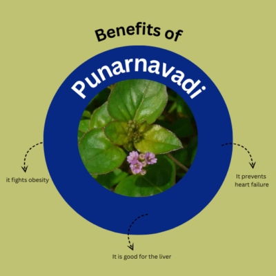 Punarnavadi Capsules - Image 3