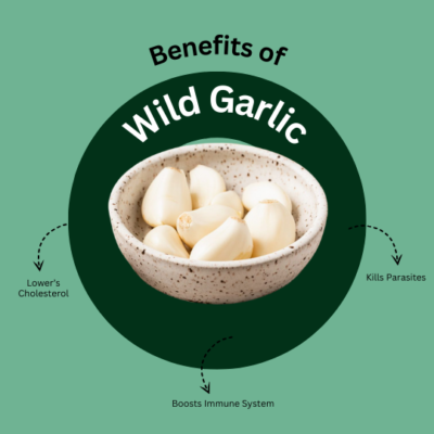 Wild Garlic Capsules - Image 3